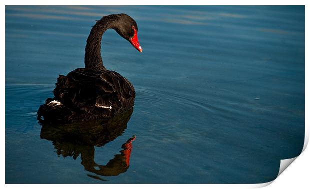 Black Swan Print by Alexander Mieszkowski