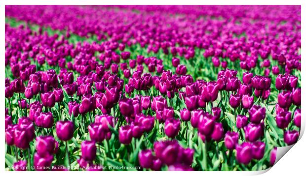Purple Tulip Field Print by James Buckle