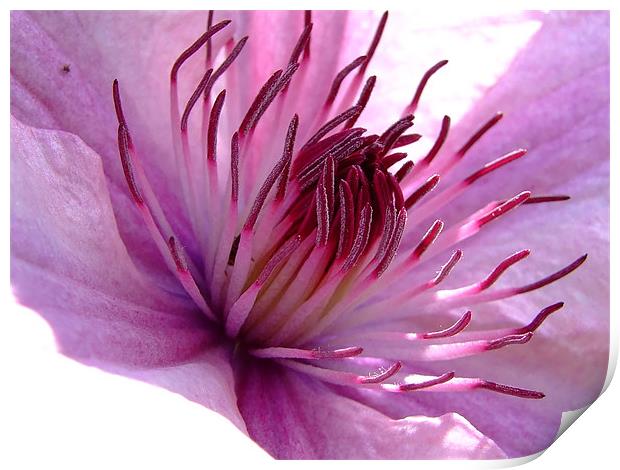 Clematis Print by Christopher Humphrey