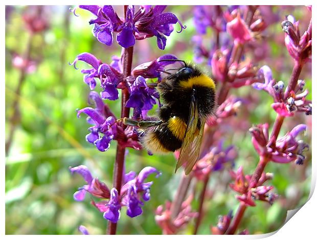 Busy Busy Bee Print by Christopher Humphrey