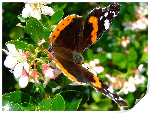 Red Admiral Print by Julie Humphrey