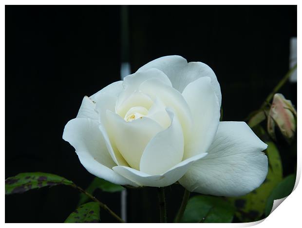 White Rose  Print by Julie Humphrey
