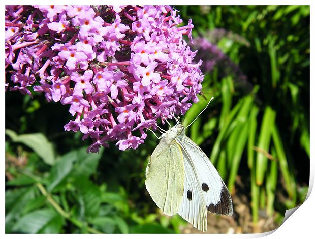 Cabbage Butterfly Print by Julie Humphrey