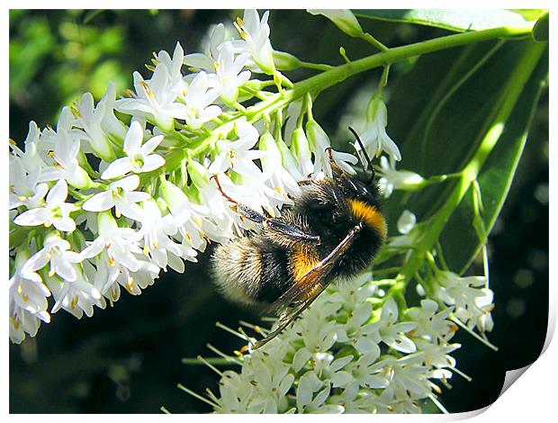 Bumble Bee Print by Julie Humphrey