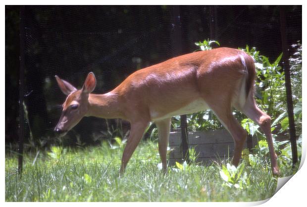 Deer in the Garden Print by June Cerrezuela