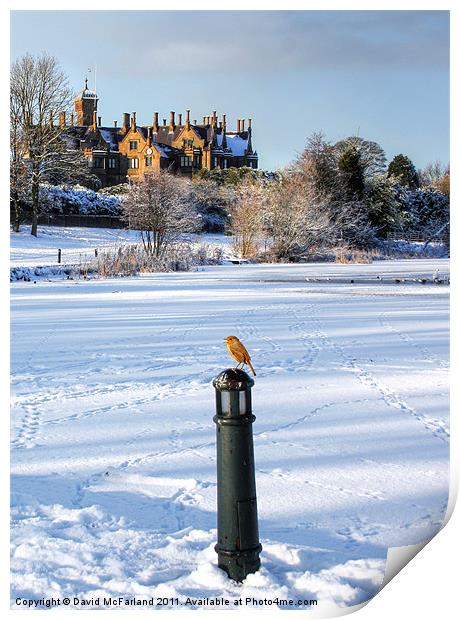 Robin, King of the Castle Print by David McFarland