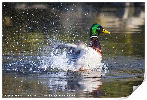 Duck and Dive Print by David McFarland
