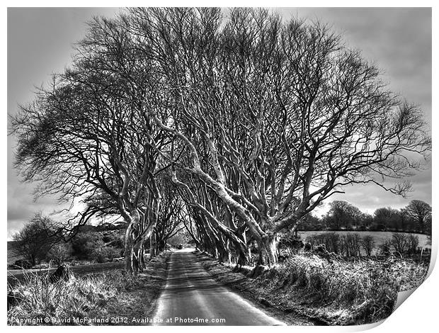 Light in the Dark Hedges Print by David McFarland
