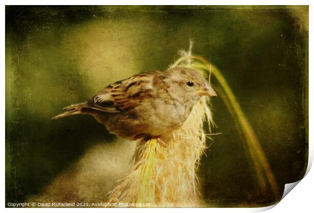 A house sparrow (Passer domesticus) Print by David McFarland