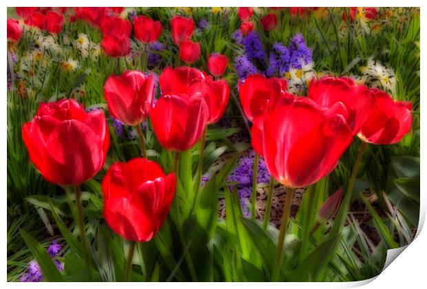 Tulips in Bloom Print by Martin Parkinson
