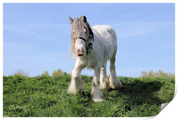 one trick dancing pony Print by Martin Parkinson