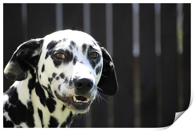 Daisy the Dalmation (Smiles) Print by j Broomfield