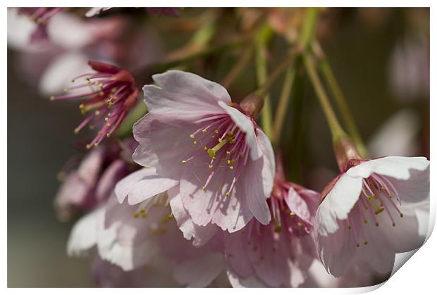 Cherry Blossom Print by Sam Scott