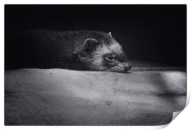 Sleepy Ferret Print by Ian Eve