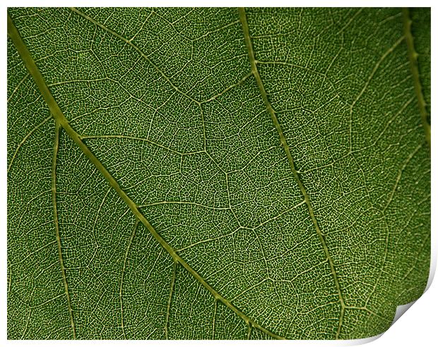 Leaf closeup  Print by Vishwanath Bhat