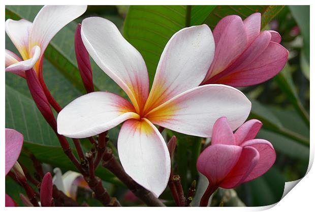 Frangipani Print by Heath Birrer