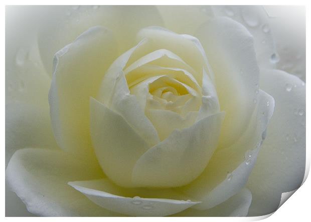 White Rose Print by Brian Roscorla