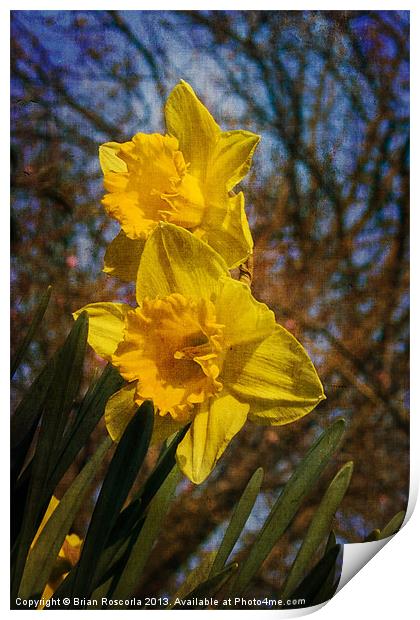Spring Daffodils Print by Brian Roscorla