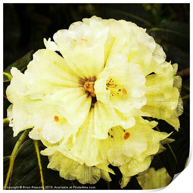 White Rhododendrons Print by Brian Roscorla