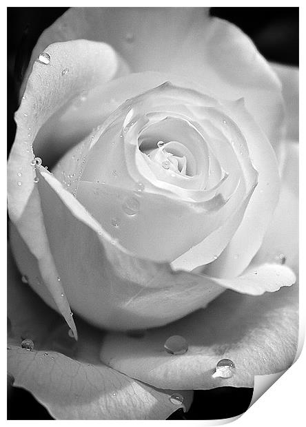 White Rose Print by Brian Roscorla