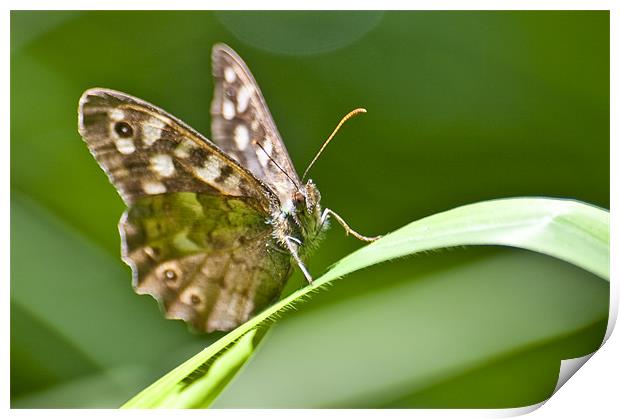 The Butterfly Print by Brian Roscorla