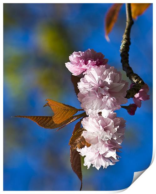 Cherry Blossom Print by Brian Roscorla