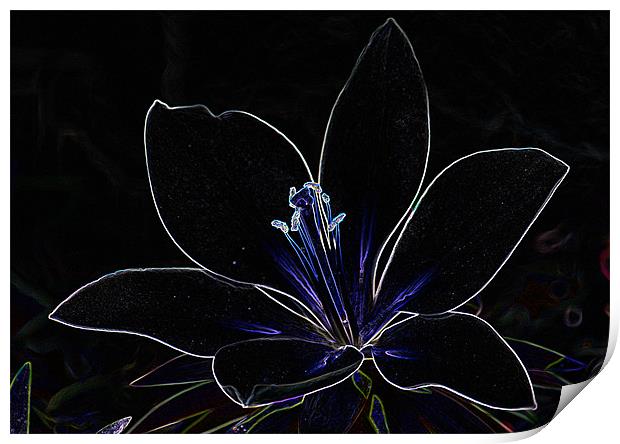 Abstract lilly Print by Brian Roscorla