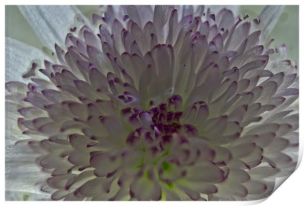Chrysanthemum Print by Brian Roscorla