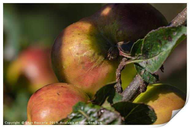 Apples on a Branch Print by Brian Roscorla