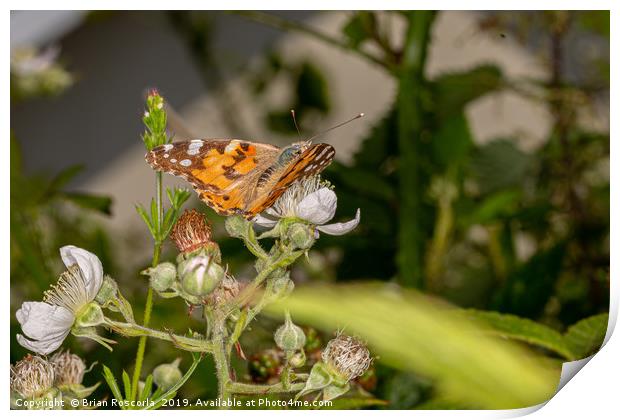 Painted Lady Print by Brian Roscorla