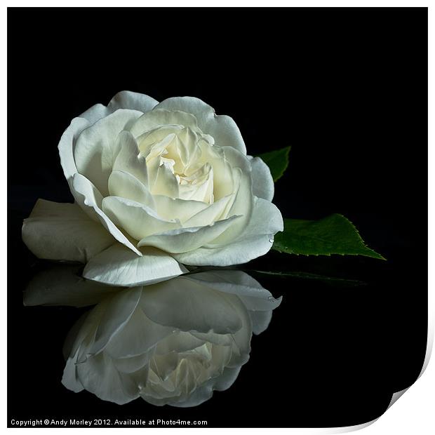White Rose Reflected Print by Andy Morley