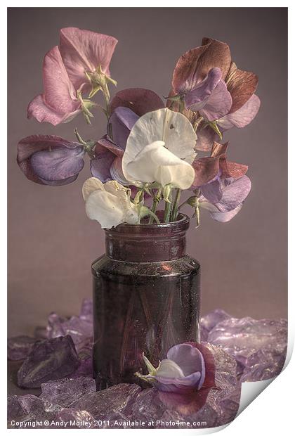 Sweet Pea Print by Andy Morley