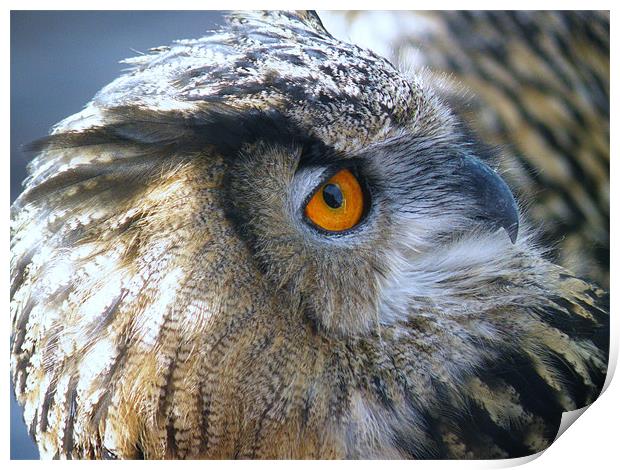 eagle owl 2 Print by malcolm maclean