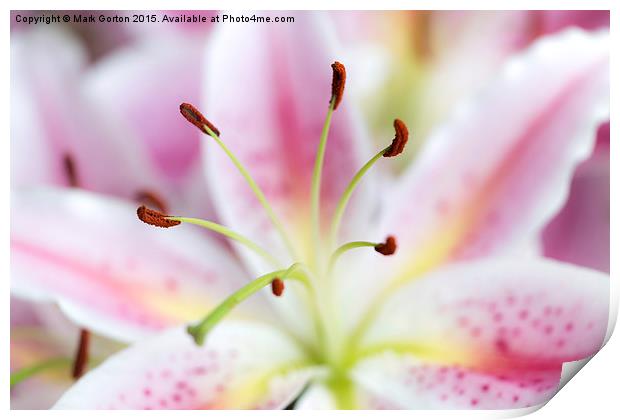 Beautiful Stargazer Lily  Print by Mark Gorton