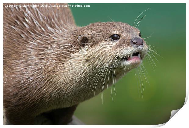  Small Clawed Otter Print by Mark Gorton