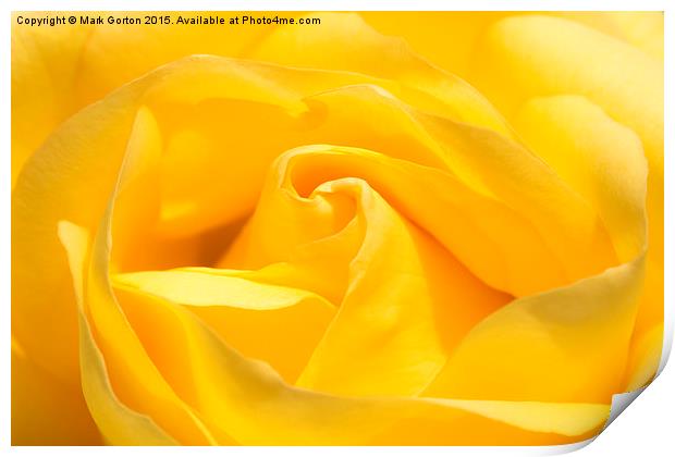  Yummy Yellow Rose Print by Mark Gorton