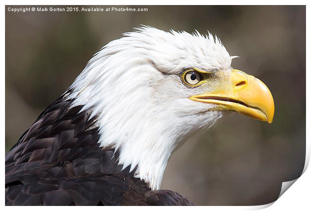  Frowning Bald Eagle Print by Mark Gorton