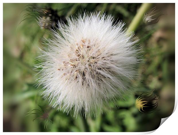 Dandelion Print by C.C Photography