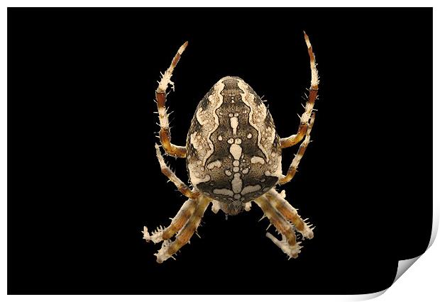 Araneus Diadematus Print by C.C Photography