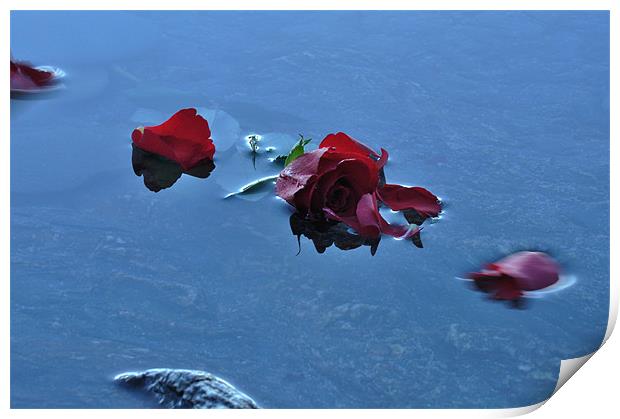Rose Petals floating in water Print by C.C Photography