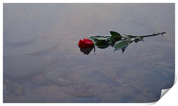 Red Rose floating in water Print by C.C Photography