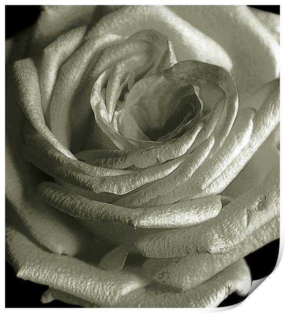 Close up Rose Print by james balzano, jr.