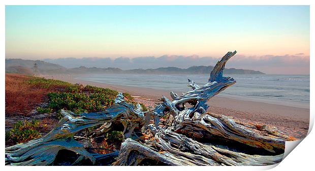 Driftwood on the Beach Print by james balzano, jr.