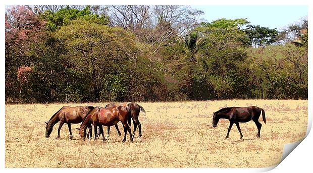 Horses in the Field Print by james balzano, jr.