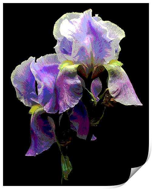 Glorious Iris Print by james balzano, jr.