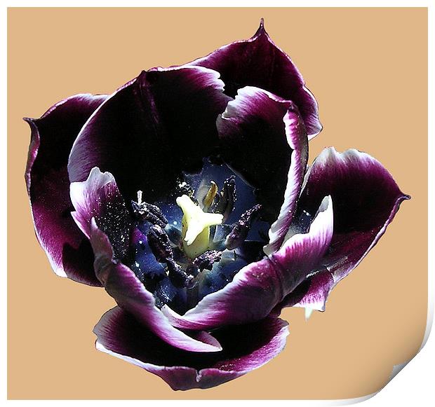 Water Filled Tulip Print by james balzano, jr.