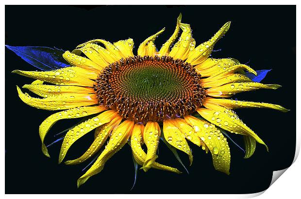 Dew Laden Sunflower Print by james balzano, jr.