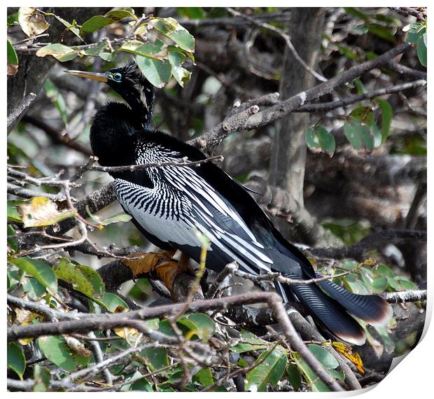 Cormorant with White Wings Print by james balzano, jr.