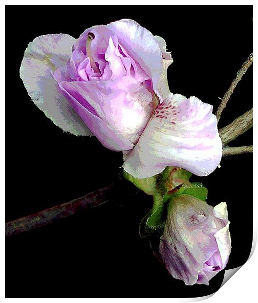 Posterised Rhododendron Blossoms Print by james balzano, jr.