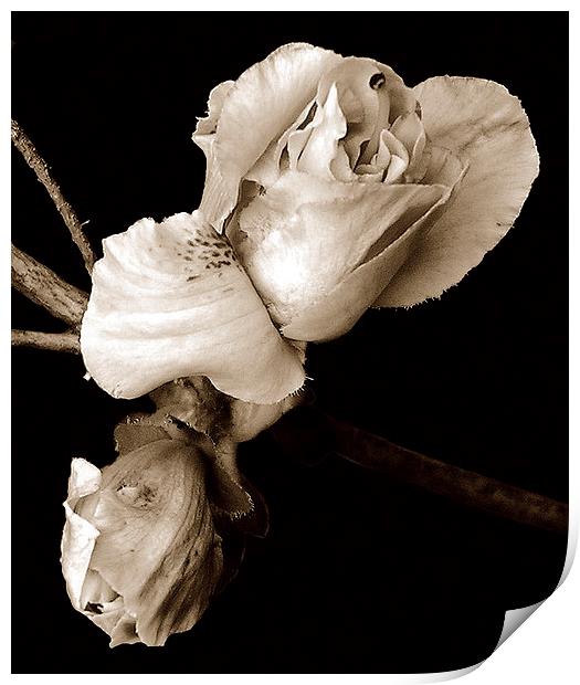 Azalea Bud Tritone Print by james balzano, jr.